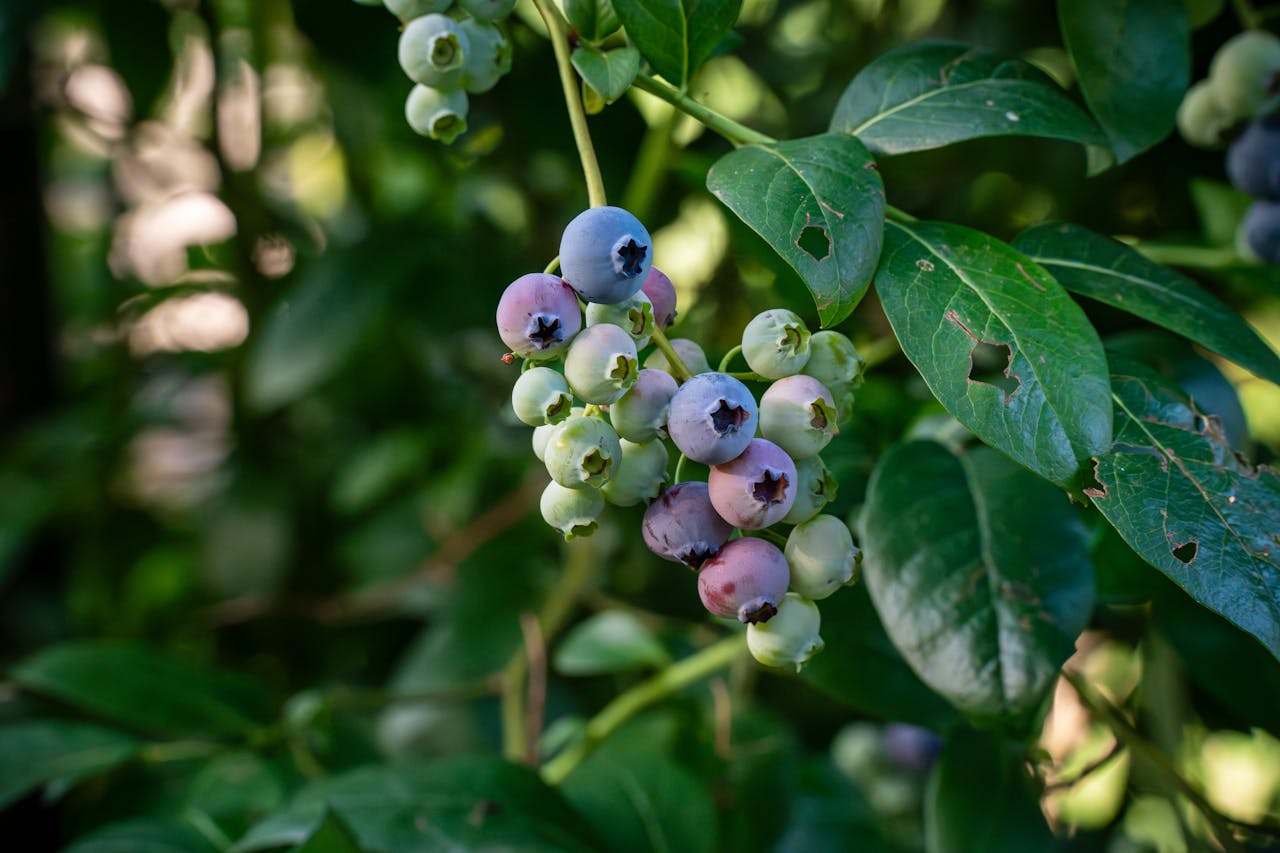 Blauwe bessen: kleine vruchten met grote voordelen