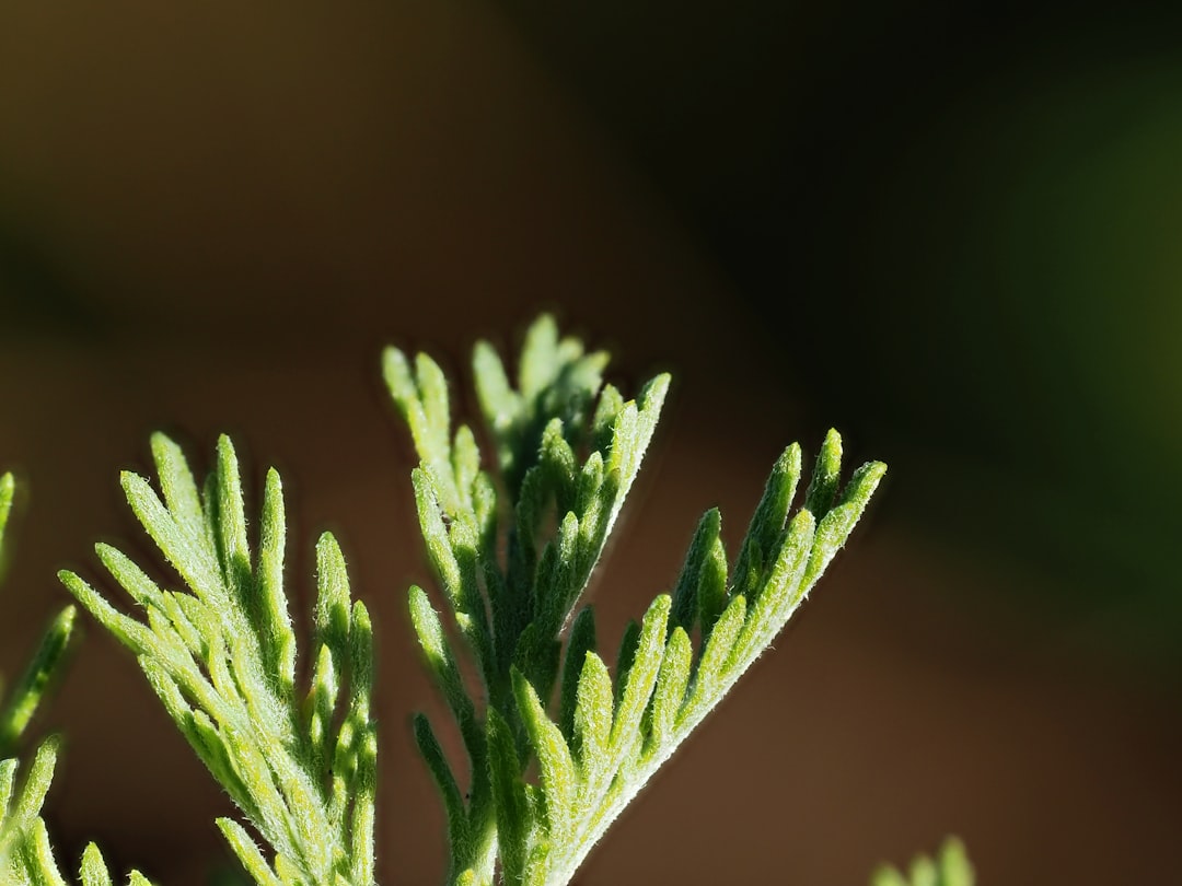 Groene asperges schoonmaken gaat snel en makkelijk
